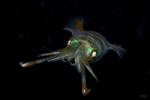 109 Reef Squid