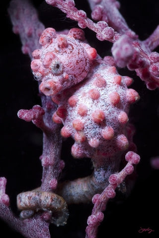 SALE - 108 Pygmy Seahorse