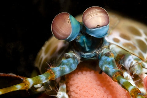 110 Peacock Mantis Shrimp