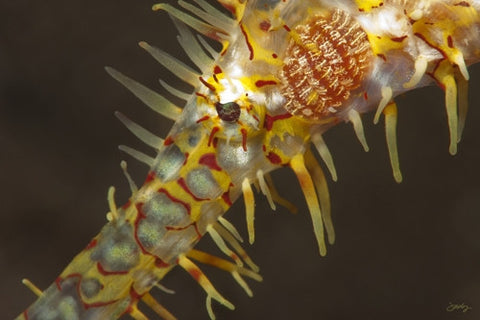 SALE - 111 Ornate or Harlequin Ghost Pipefish (12x18 Size)