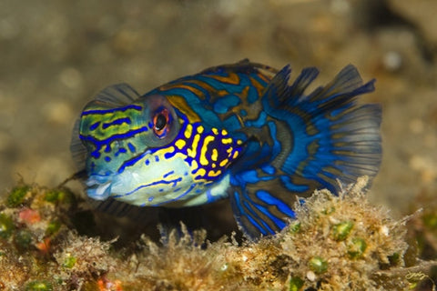 112 Mandarinfish or Mandarin Dragonet