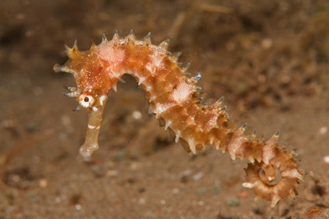 114 Thorny Seahorse