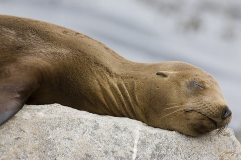 SALE - 115 Lazy Sea Lion (12x18 Size)