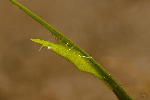 119 Bignose Seagrass Shrimp