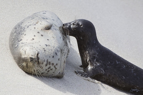 122 Baby and Mama Harbor Seal