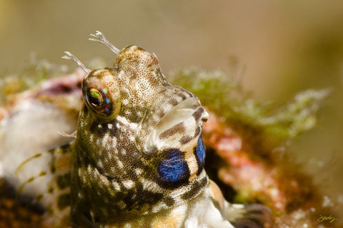 128 Lawnmower Blenny