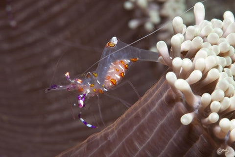 129 Yellow-Spotted Anemone Shrimp