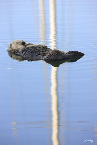 131 Sea Otter