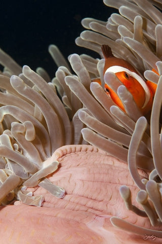 133 Western Clown Anemonefish