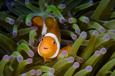 100 Western Clown Anemone Fish