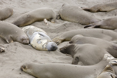 137 Elephant Seals