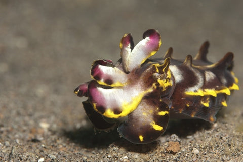 140 Flamboyant Cuttlefish