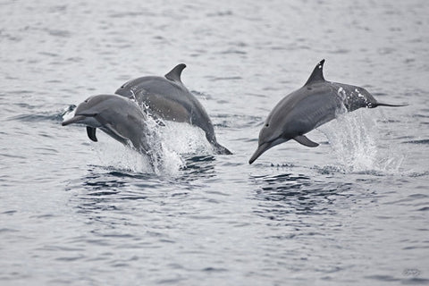 144 Bottlenose Dolphins