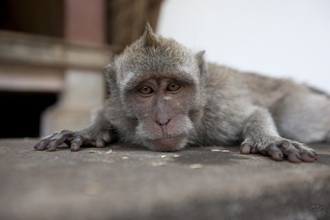 SALE - 145 Long tailed Macaque - Bali Monkey